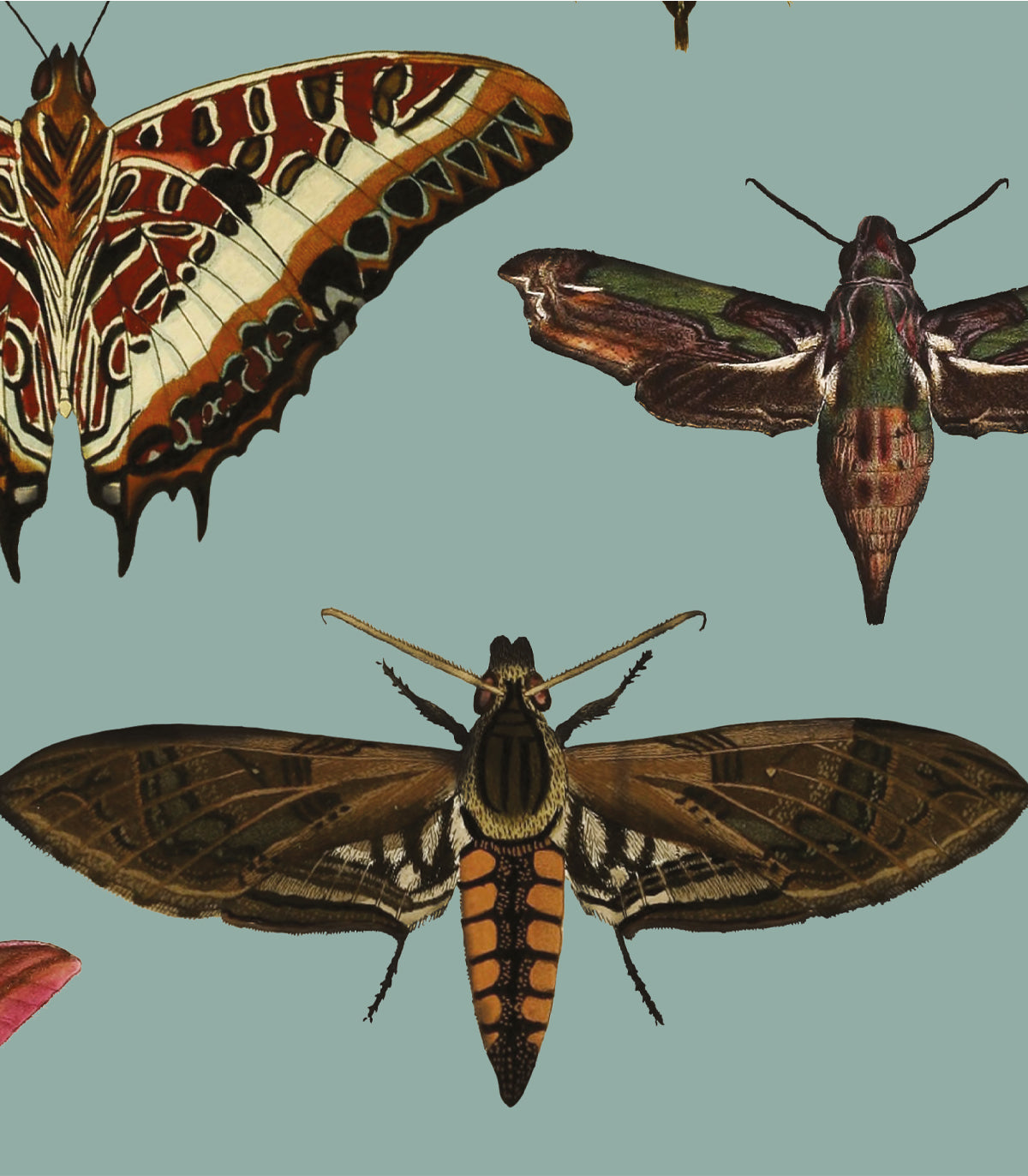 Tapeta Butterflies Turquoise