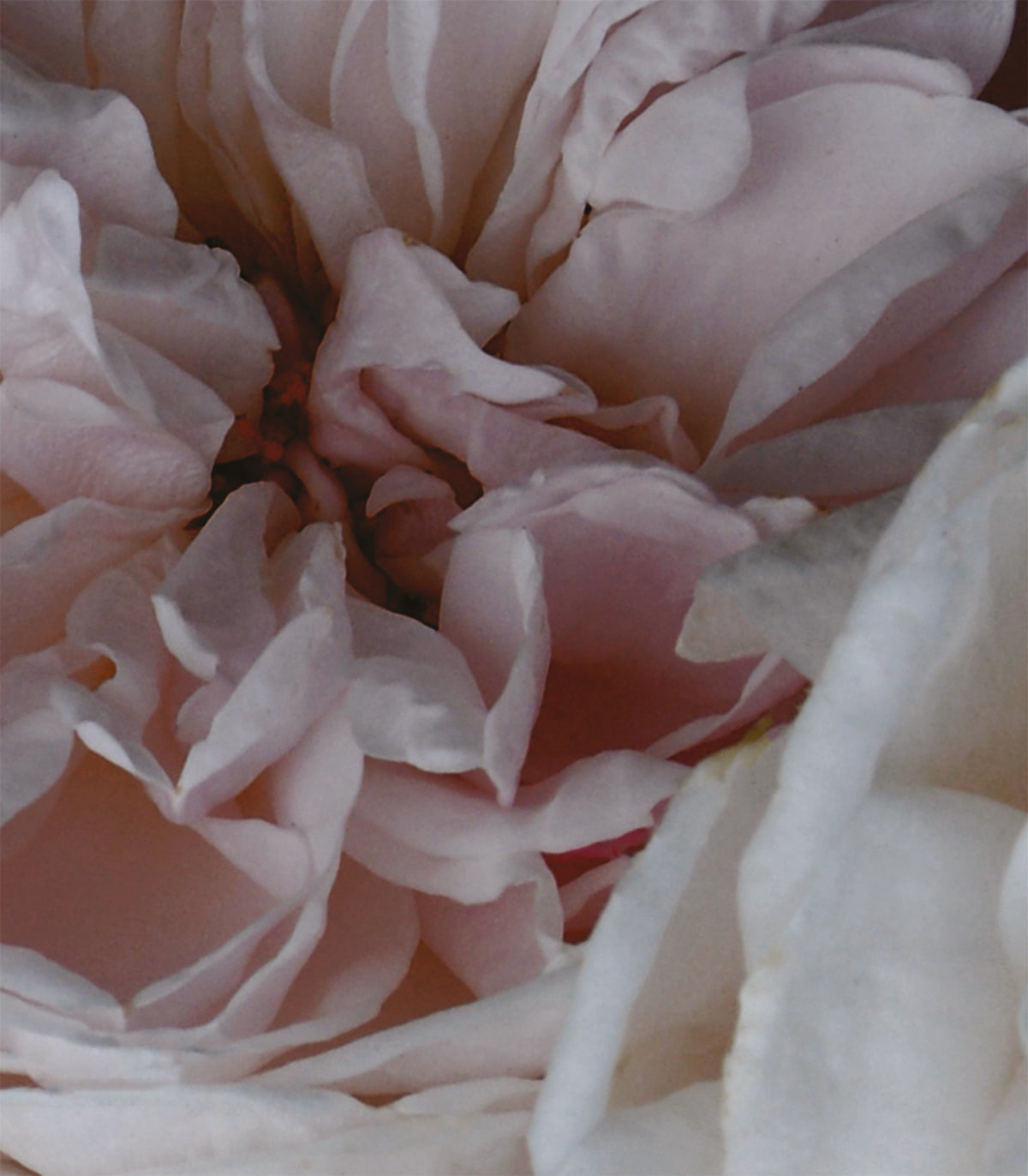 Tapeta Peony - Wallcolors®