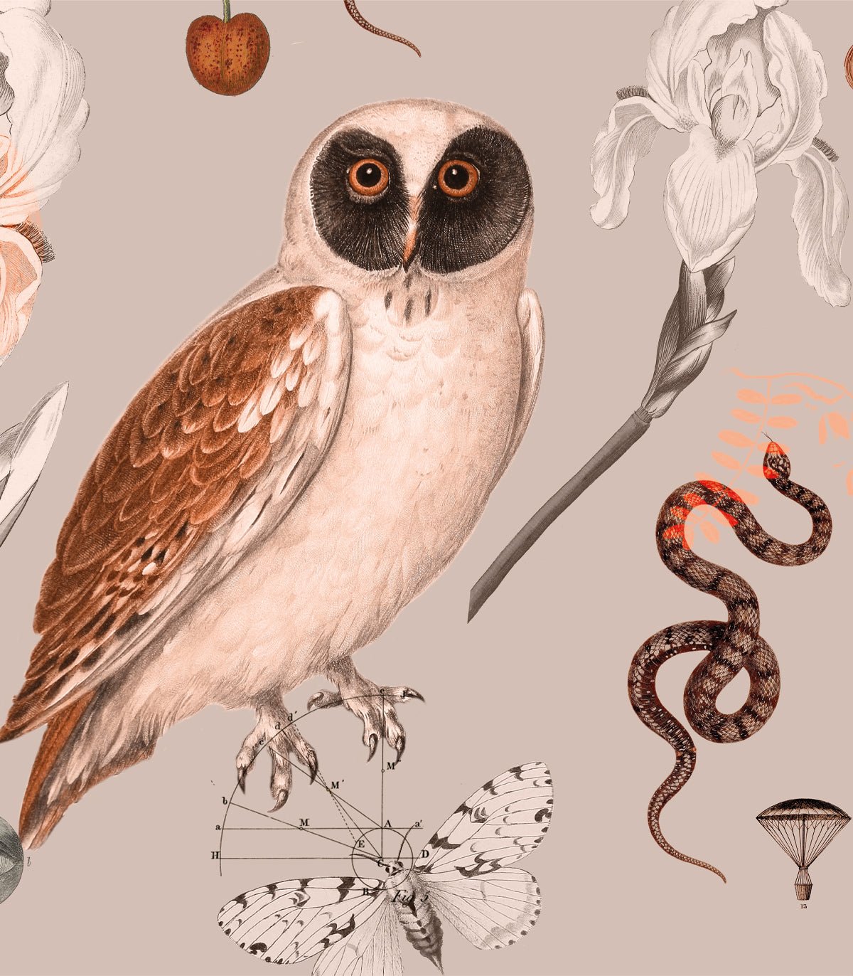 Tapeta Pink Owls - Wallcolors®