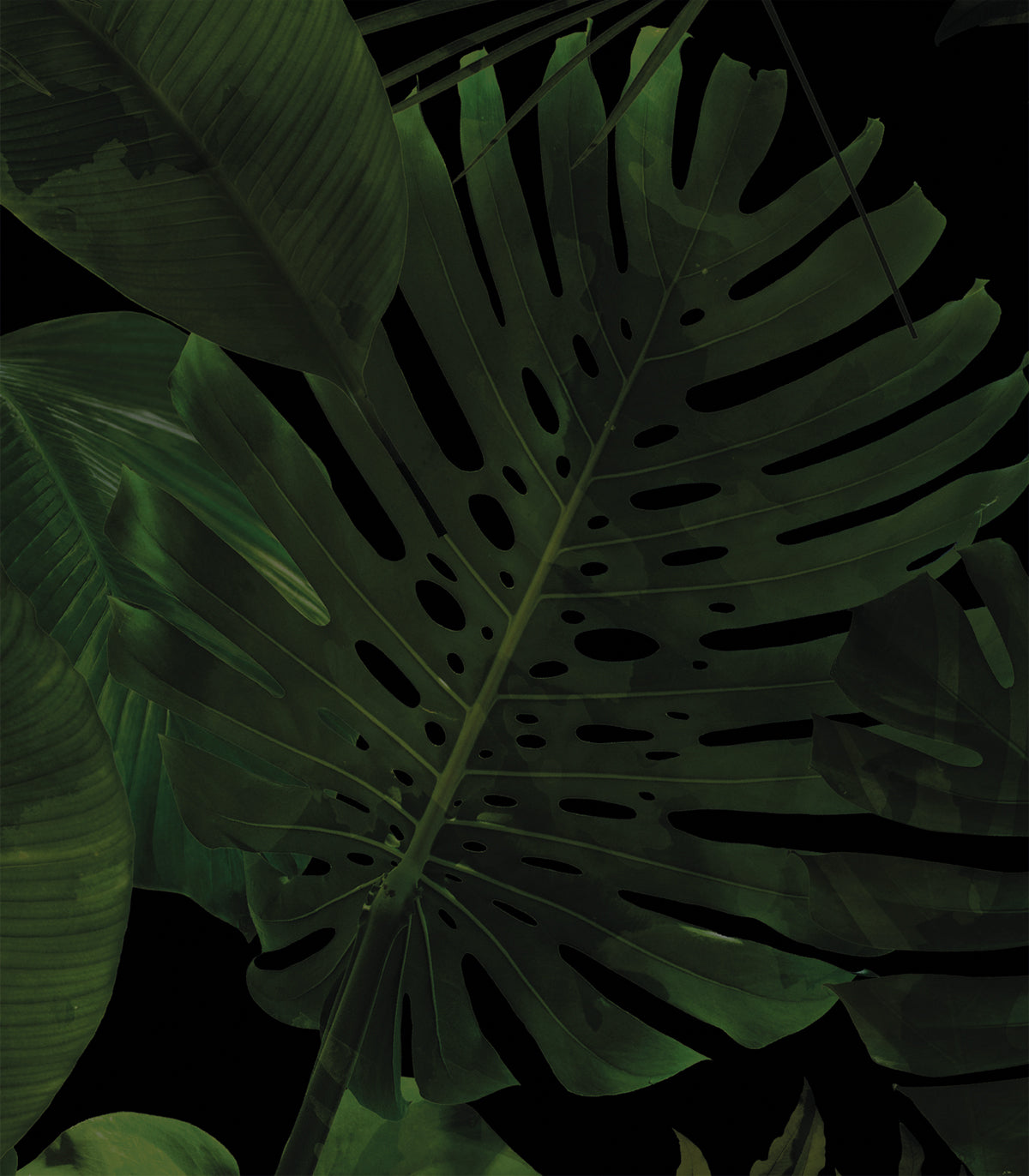 Tapeta Tropical Forest Dark
