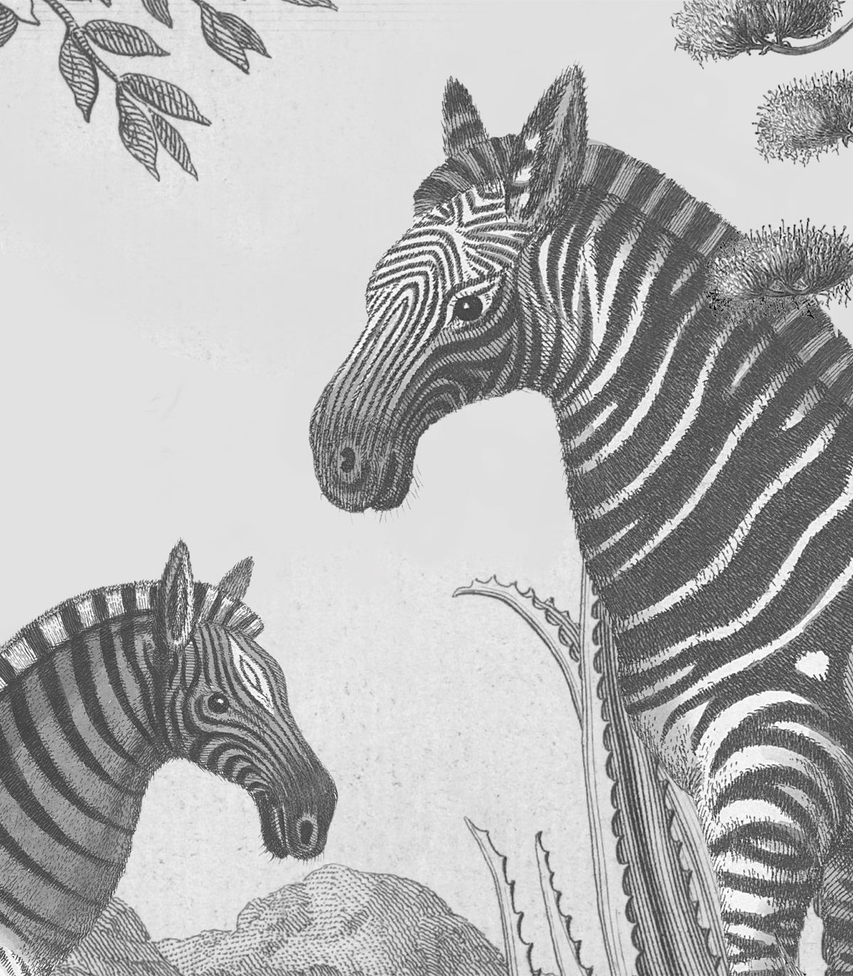 Tapeta Zebra on Agave