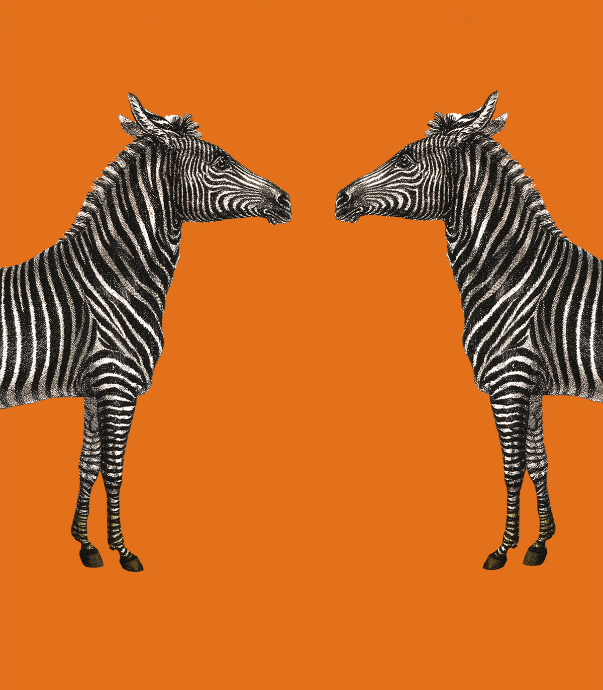 Tapeta Zebra