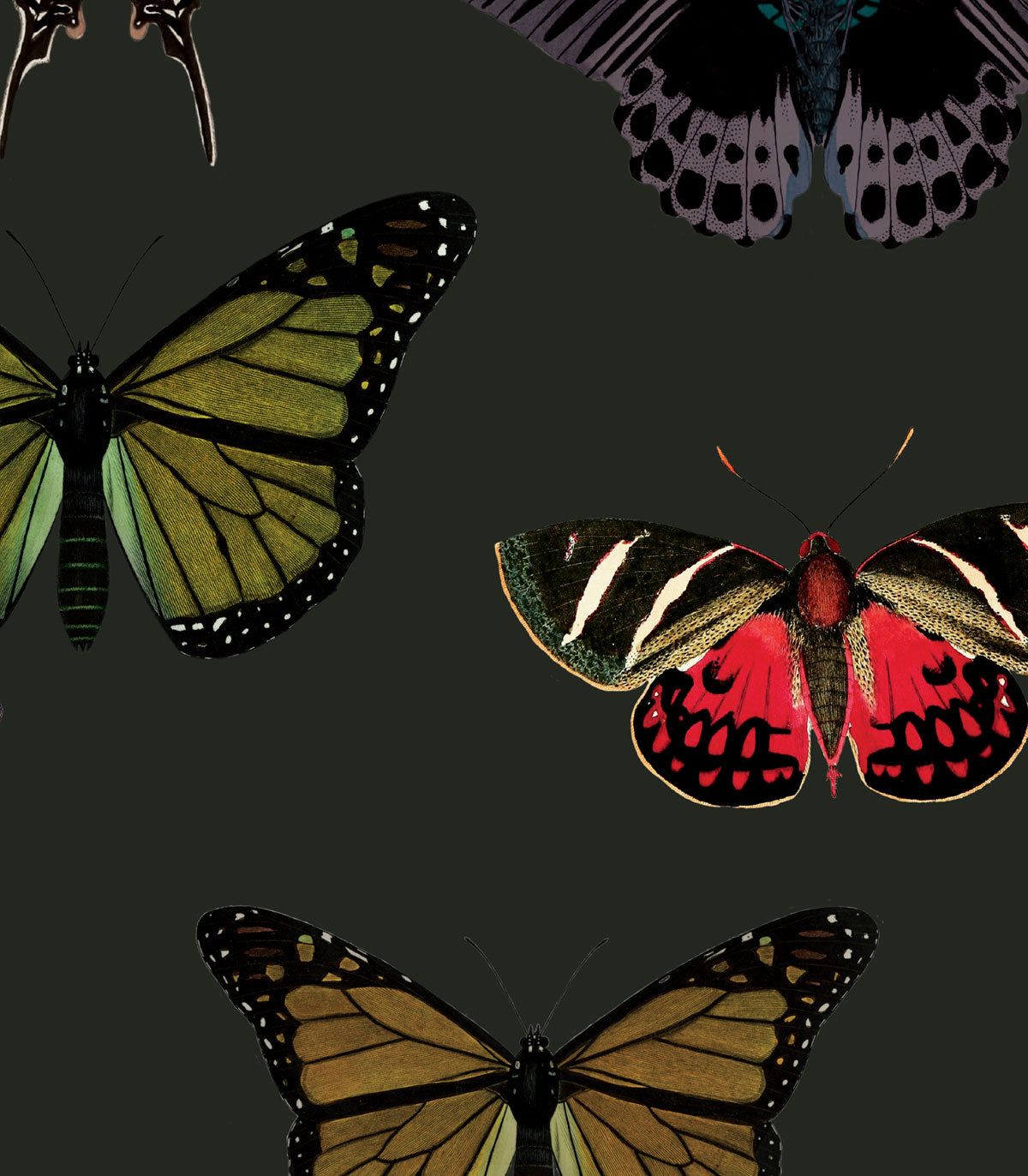 Tapeta Colorful Butterfly Green