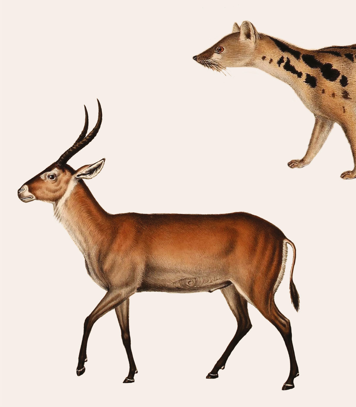 Tapeta Forest Animals