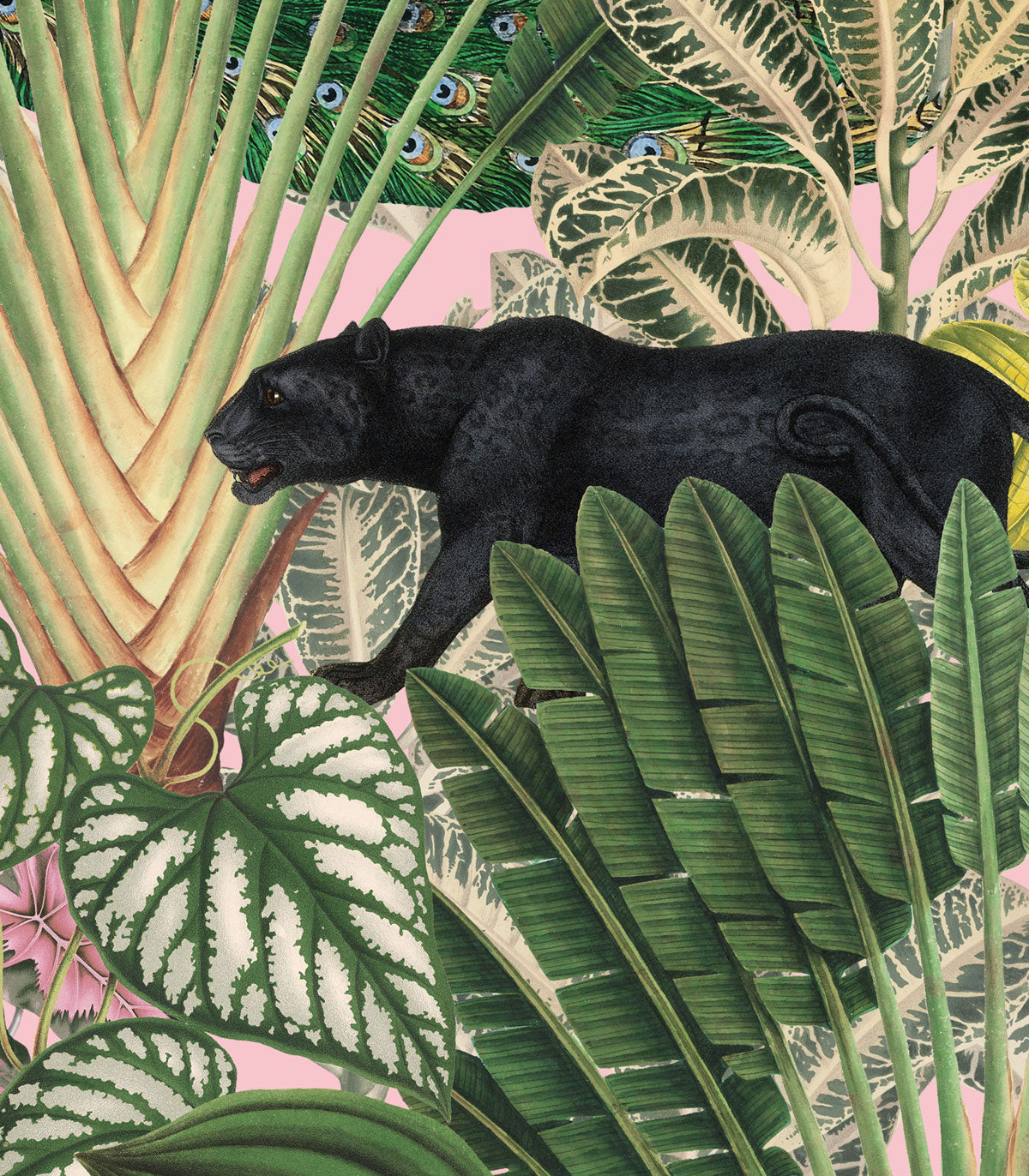 Tapeta Pink Jungle